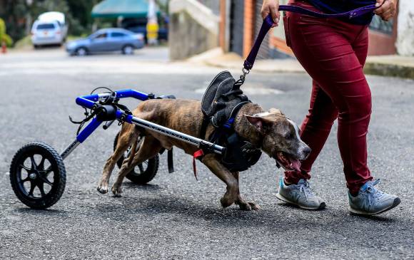 Junto a su madre, Claudia decidió compartir la vida con animales rescatados de las calles, algo que la hace feliz. FOTO JAIME PÉREZ