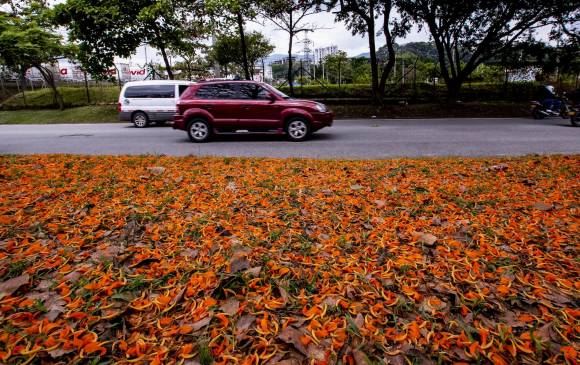 Su florescencia, al igual que las de los gualandayes, búcaros y guayacanes, llenan la ciudad de color, con sus expresivos follajes. Foto: Jaime Pérez