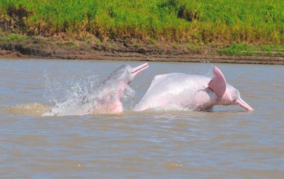 El delfin rosado es una de las cinco especies de delfín de río que existen en el mundo. FOTO: (Tomada de Colprensa - cortesía de Fernando Trujillo, Fundación Omacha)