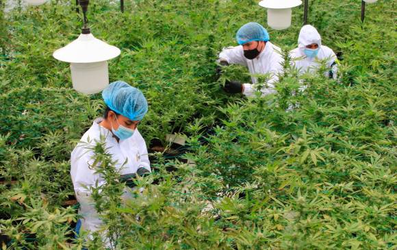 En Colombia hay 1.065 empresas con licencias para sembrar cannabis, por lo que el mercado laboral es amplio para quienes se formen en ese sector. FOTOS: Juan Antonio Sánchez