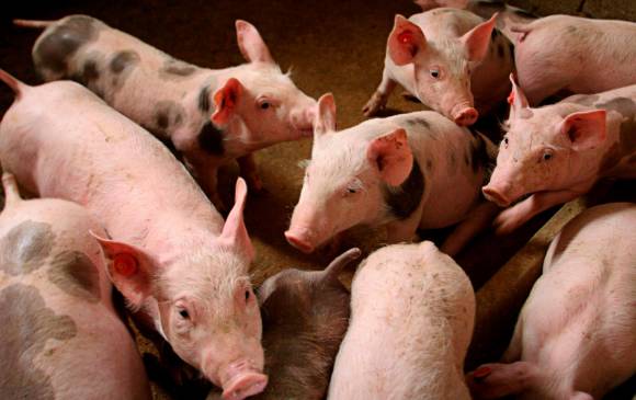 Cerdos de granjas están en riesgo de contraer la peste porcina africana en Suramérica, alertó la Universidad CES. FOTO Jaime Pérez