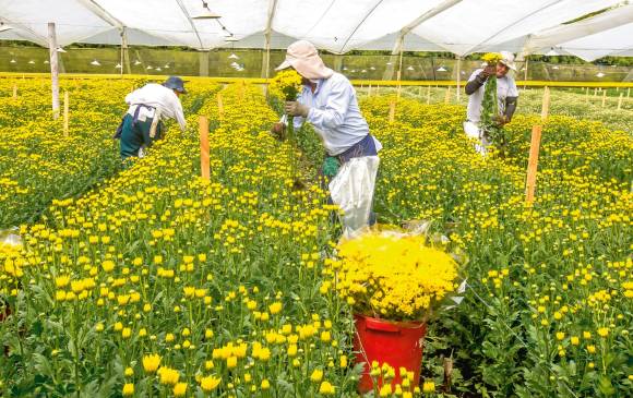 Los CrisantemosFlores que se cultivan principalmente en el Oriente antioqueño. A octubre las exportaciones de esta variedad sumaron unos 105 millones de dólares.