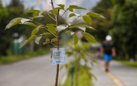75 árboles en un corredor de un kilometro están sembrados en honor a las víctimas fallecidas. Foto: Manuel Saldarriaga Quintero.
