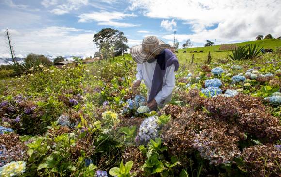Los campesinos de Santa Elena sumaron millonarias pérdidas por la afectación del invierno. La entrega de estas primeras ayudas ha sido vital para su reactivación. FOTO edwin bustamante