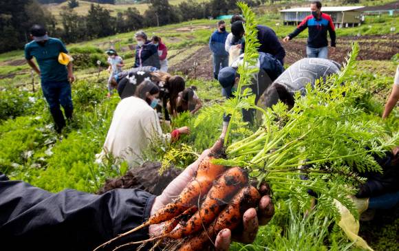El proyecto conjunto entre El Herbario y SiembraViva permite sumergirse directamente en la siembre y recolección de hortalizas orgánicas. FOTO jaime pérez múnevar