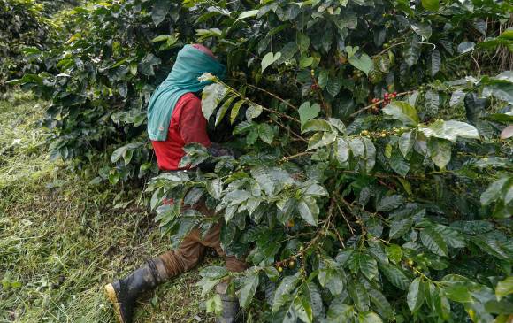 En los últimos 12 meses (noviembre 2020-octubre 2021), la producción de café cayó 5% a 13,2 millones de sacos. FOTO Manuel Saldarriaga