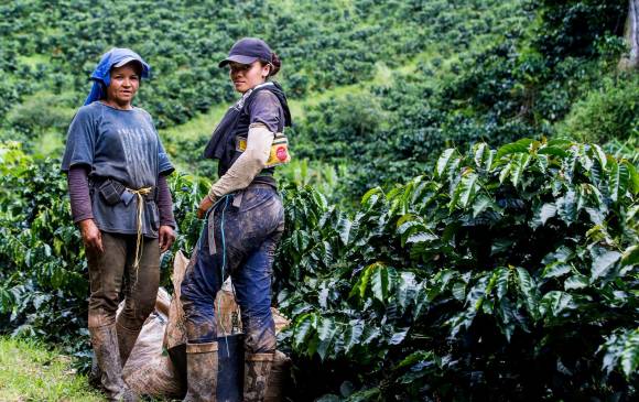 Al cierre del 2021 las exportaciones de café cayeron 1% y se ubicaron en 12,4 millones de sacos de café verde. FOTO julio c. herrera