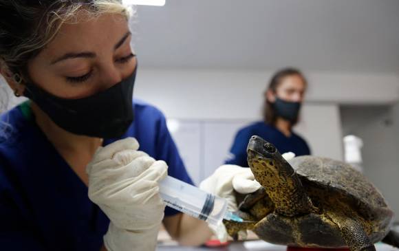 En Medellín recuperan más de 100 tortugas para luego liberarlas