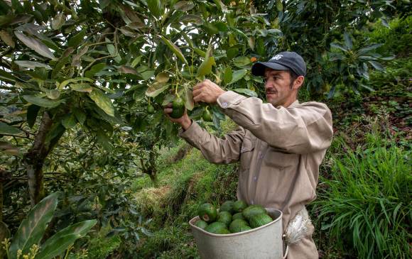 Aguacate tendrá registro para exportar. FOTO edwin bustamante