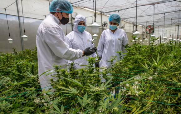 Imagen de referencia sobre un cultivo de cannabis. Foto: Juan Antonio Sánchez Ocampo