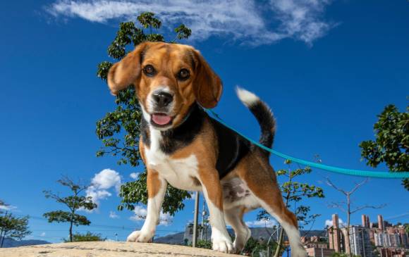 Los centros de bienestar animal, como La Perla, promueven jornadas de adopción para una tenencia responsable de las mascotas. Foto: Edwin Bustamante