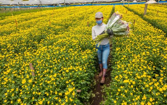 En el sector agropecuario el alza en las ventas al exterior fue de 23,9% según el Dane. FOTO camilo suárez