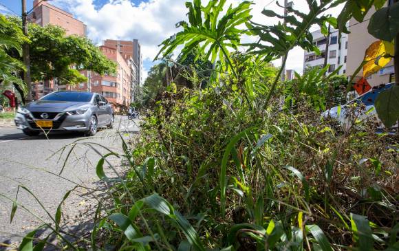 Así lucía la jardinera en la avenida 37 con carrera 76, en Laureles. La maleza no solo invadió el separador sino parte de la calle. 