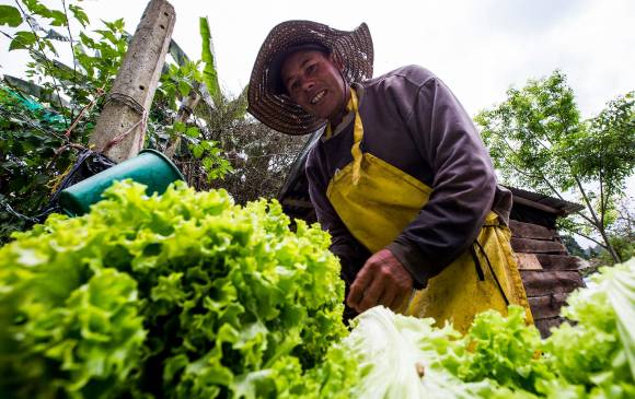 El objetivo de la alcaldía es que las familias puedan sembrar plantas y hortalizas en estas huertas. FOTO Julio César Herrera