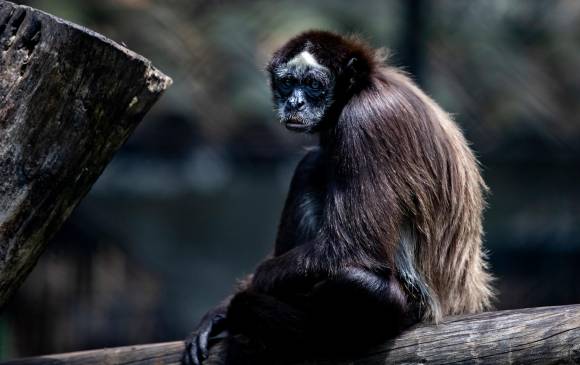 El mono araña es una de las 15 especies que el PVS busca rescatar de la extinción. FOTO: JULIO HERRERA