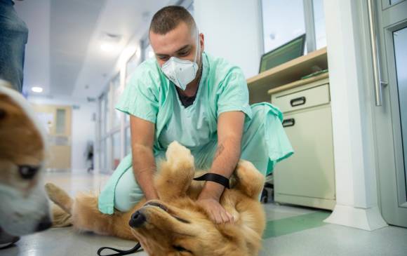 Los perros recorrieron el hospital dejando sonrisas a su paso. Esta actividad se repetirá semanalmente. Foto: Carlos Velásquez
