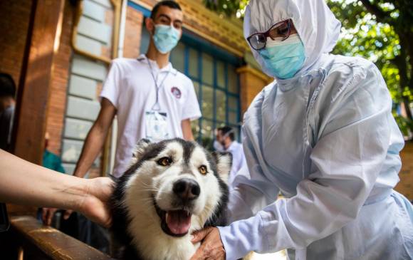 El programa consiste en preparar equipos de voluntarios con su animal para asistir en las intervenciones en los hospitales de acuerdo a las necesidades de los pacientes en las instituciones de salud. Foto: Carlos Velásquez