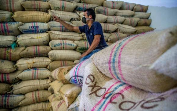 Según el Comité Departamental de Cafeteros de Antioquia, a los caficultores se les recomienda no disponer de un porcentaje mayor al 30 % de su producción en contratos futuros. FOTO Juan A. Sánchez
