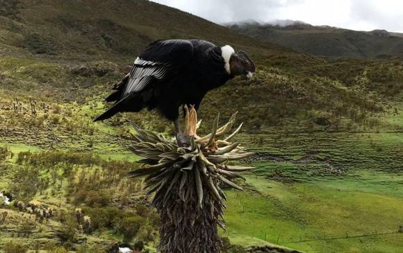 El cóndor andino sobre un freilejón, ambas especies se encuentran amenazadas. FOTO: COLPRENSA
