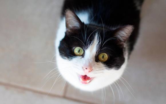 Un gato que maúlla demasiado es motivo de consulta con un etólogo veterinario. Lo mismo pasa con perros que ladran o vocalizan demasiado, por ejemplo, si están solos. FOTO Sstock 