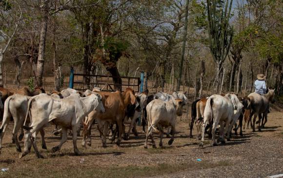 Fedegán y la Dirección de Carabineros pusieron en operación una plataforma tecnológica para contrarrestar el robo de ganado. FOTO Jaime Pérez