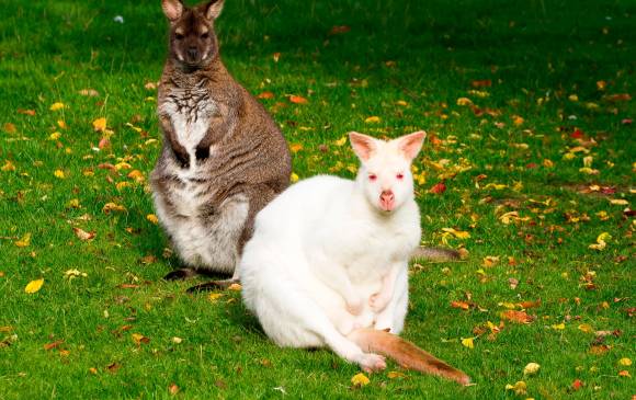 En unas especies es más común que en otras, como en roedores, humanos y conejos. Foto: Stock.