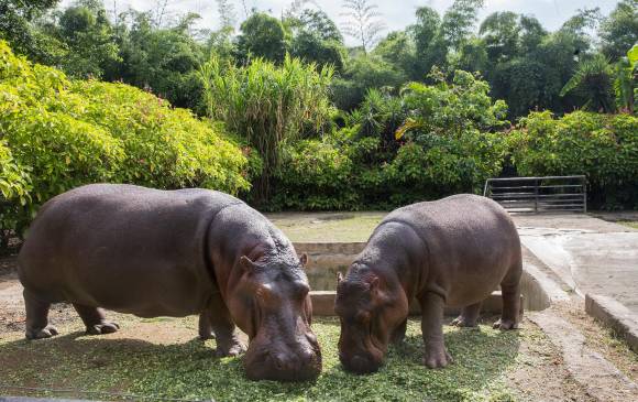 El antiguo Parque Zoológico Santa Fe, ahora llamado Parque de la Conservación, está abierto de 9:00 a 6:00 p.m. Foto: Edwin Bustamante Restrepo