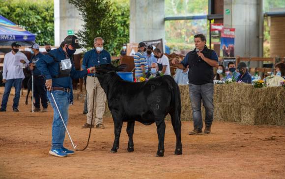 El juez invitado, Carlos Ojea Rullán, especialista en ganadería, ha sido considerado en Estados Unidos y Argentina como uno de los mejores del mundo en cuanto a razas angus. Foto Carlos Velásquez
