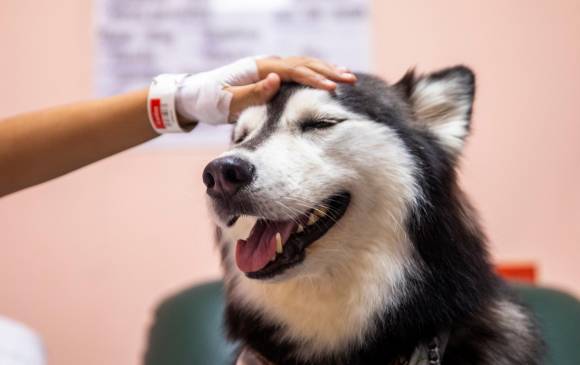 Los perritos alegraron la tarde de algunos pacientes que pudieron tener unos minutos para acariciarlos. Foto: Carlos Velásquez