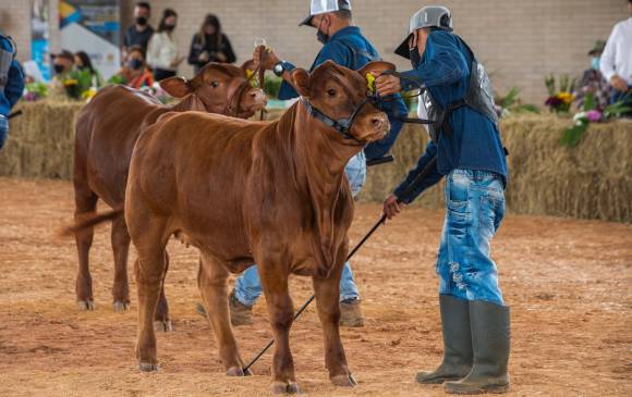 La feria de terneros y ejemplares bovinos comenzó el viernes, con el pesaje y medición de los animales. Foto Carlos Velásquez