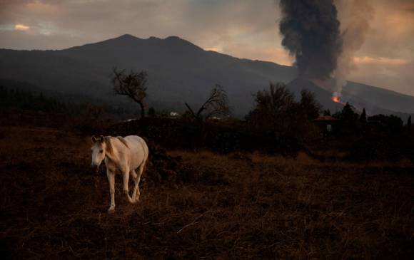 Los animales también han sufrido con la erupción y muchos deambulan por la isla. Foto Getty
