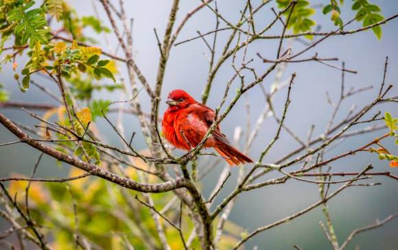 Piranga abejera (Piranga Rubra) en Santa Elena. FOTO JUAN ANTONIO SÁNCHEZ.
