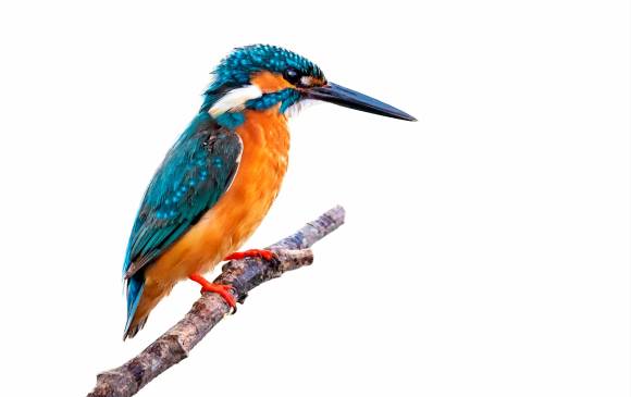 Los trenes bala de Japón se inspiraron en los pájaros martín pescador para ser más aerodinámicos. FOTOS SSTOCK