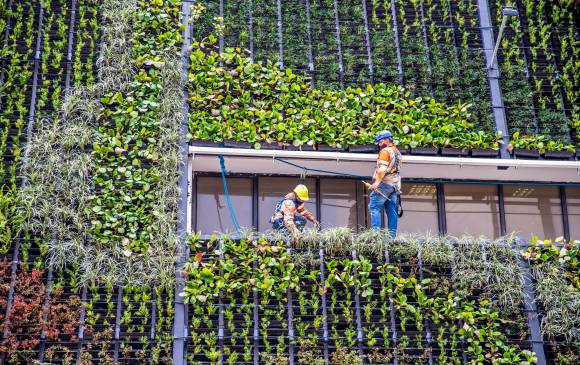 En los cinco jardines verticales se sembraron 22.8000 plantas con capacidad para absorber 88.920 kilogramos de polvo y 1.466 kilogramos de metales pesados cada año. Foto: Juan Antonio Sánchez Ocampo