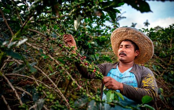 La producción de café durante febrero de 2021 registró un crecimiento del 11 por ciento. FOTO: Colprensa (referencia)
