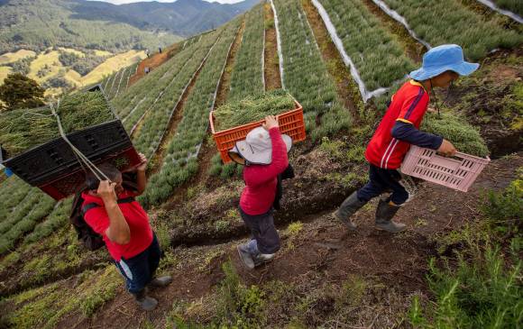 La finca Santamaría de Guadalupe, ubicada en El Retiro, comenzó hace poco en el negocio de las aromáticas. Allí hay tres hectáreas sembradas con hierbas como romero, tomillo, estragón y laurel. FOTO edwin bustamante