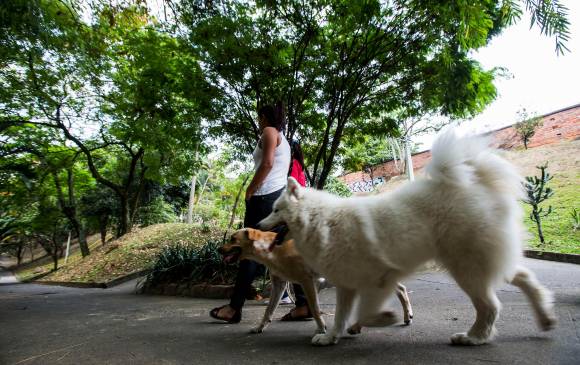Durante la temporada decembrina el número de mascotas extraviadas incrementa, según la Alcaldía. FOTO: JULIO CÉSAR HERRERA.