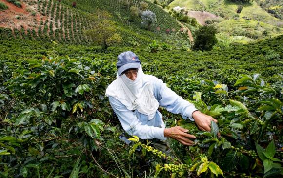 La producción de café en Colombia creció 3 % en enero, según la Federación Nacional de Cafeteros. FOTO Jaime Pérez