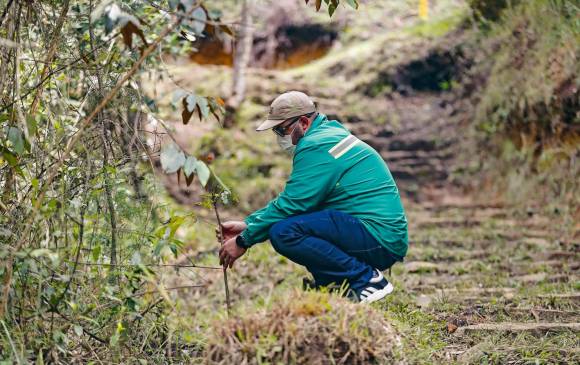 Felipe Posada, gerente de Aquaterra, sostiene uno de los guayacanes de un metro de longitud que fueron plantados en el sendero que atraviesa el parque La Brizuela. FOTO Manuel Saldarriaga