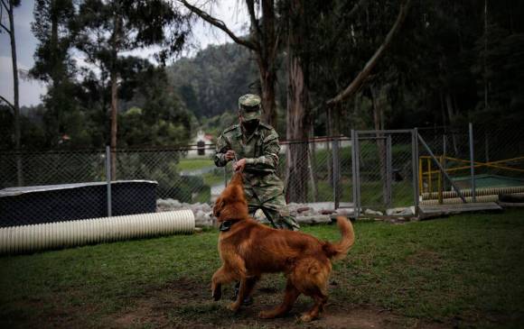 La seguridad del material electoral también estará a cargo de la Fuerza Pública. El Ejército apoyará con el traslado de los tarjetones. En la foto, el soldado Patiño con Gari. FOTO colprensa