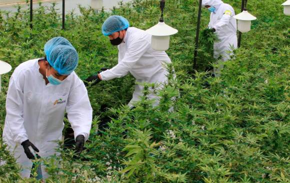 El Sena abre sus aulas a la enseñanza del cannabis medicinal