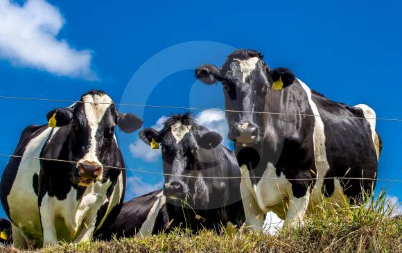 Según la Secretaría de Agricultura de Antioquia, en el Norte del departamento se producen tres de los cuatro millones de litros de leche enviados al mercado anualmente. FOTO Juan Antonio sánchez