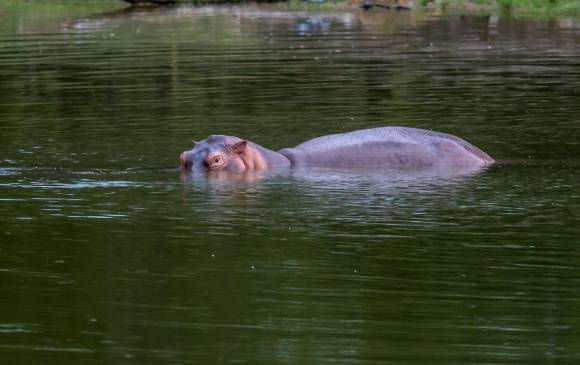 Del grupo de hipopótamos, una parte está localizada en el parque temático Hacienda Nápoles, mientras que el resto se dispersó por el Magdalena Medio. FOTO: JUAN ANTONIO SÁNCHEZ.