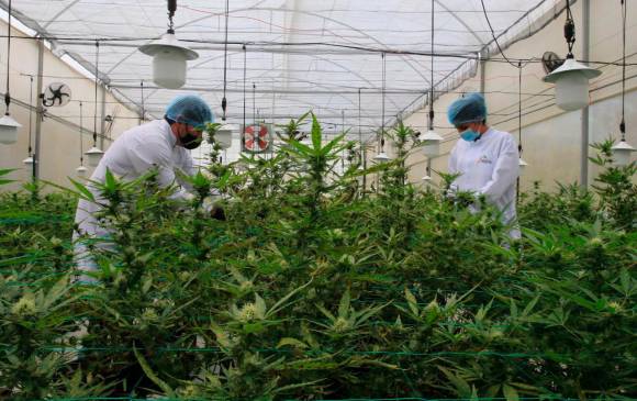 El Sena abre sus aulas a la enseñanza del cannabis medicinal