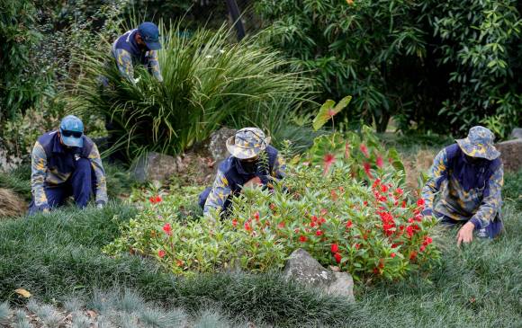 300 jardineros perdieron su empleo por la decisión del alcalde Quintero. Ahora, las cuadrillas del Jardín vuelven con su experiencia. FOTO: MANUEL SALDARRIAGA