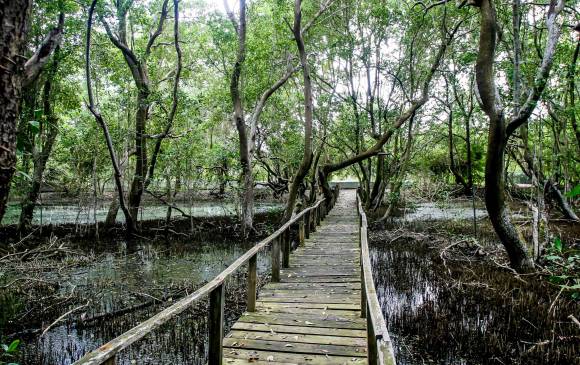 En Colombia se han perdido cerca de 250.000 hectáreas de manglares, amenazados por contaminación, sedimentos, etc. FOTO Juan Antonio Sánchez
