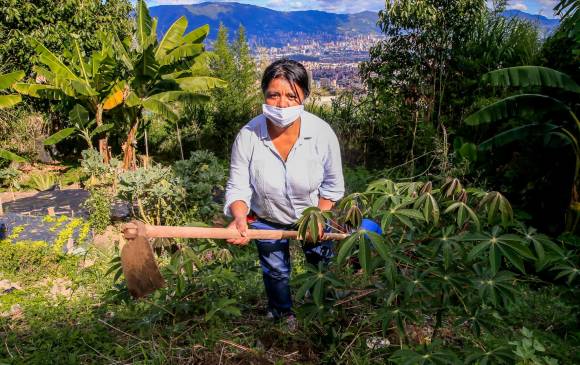 Además de obtener ingresos adicionales después de comercializar lo sembrado, las Madres de La Candelaria usan las huertas como una terapia para sanar. FOTO Juan Antonio Sánchez