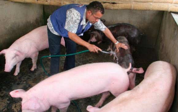 Con la certificación el 95 % de la producción porcícola se da en territorios libres de la PPC, enfermedad que afecta a la especie porcina. FOTO Jaime Pérez