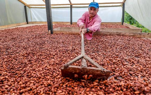 Según el Ministerio de Agricultura, el país actualmente unas 52.000 familias cacaoteras, que viven en 422 municipios de 27 departamentos. FOTO Juan Antonio sánchez