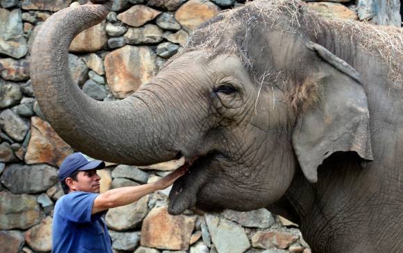 Vivió en el antiguo zoológico de Santa Fe durante 31 años. Foto: Edwin Bustamante